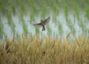 スズメ 愛知県豊田市 2018年5月23日(水)