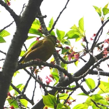 カワラヒワ 稲佐山公園 2023年4月4日(火)