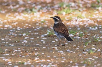 2023年4月1日(土) 下奥富河川敷公園の野鳥観察記録