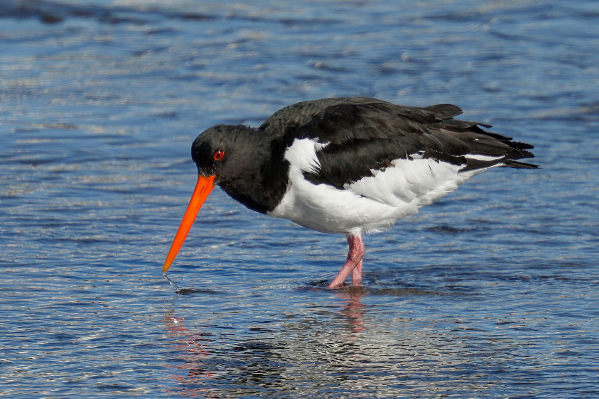 Eurasian Oystercatcher