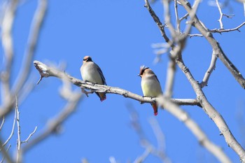 Japanese Waxwing 月寒公園 Mon, 3/20/2023