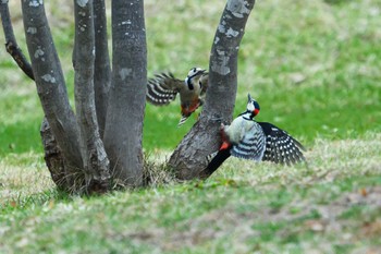 アカゲラ 月寒公園 2023年4月5日(水)