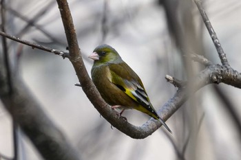 カワラヒワ 月寒公園 2023年4月3日(月)