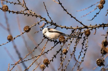 Long-tailed tit(japonicus) 月寒公園 Tue, 3/28/2023