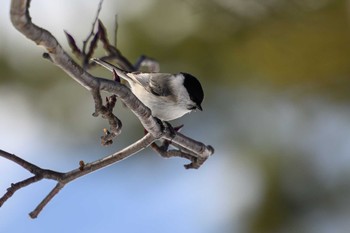 ハシブトガラ 月寒公園 2023年3月5日(日)