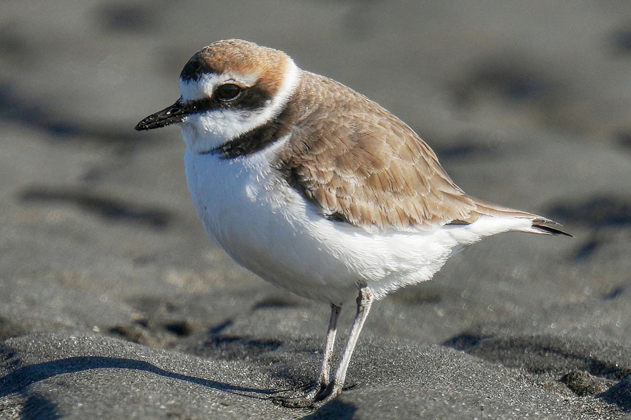 Kentish Plover