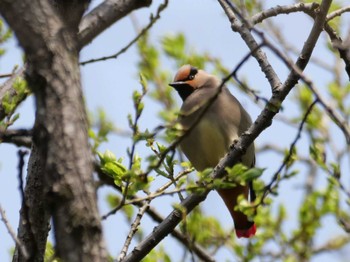 Japanese Waxwing 埼玉県 Wed, 4/5/2023