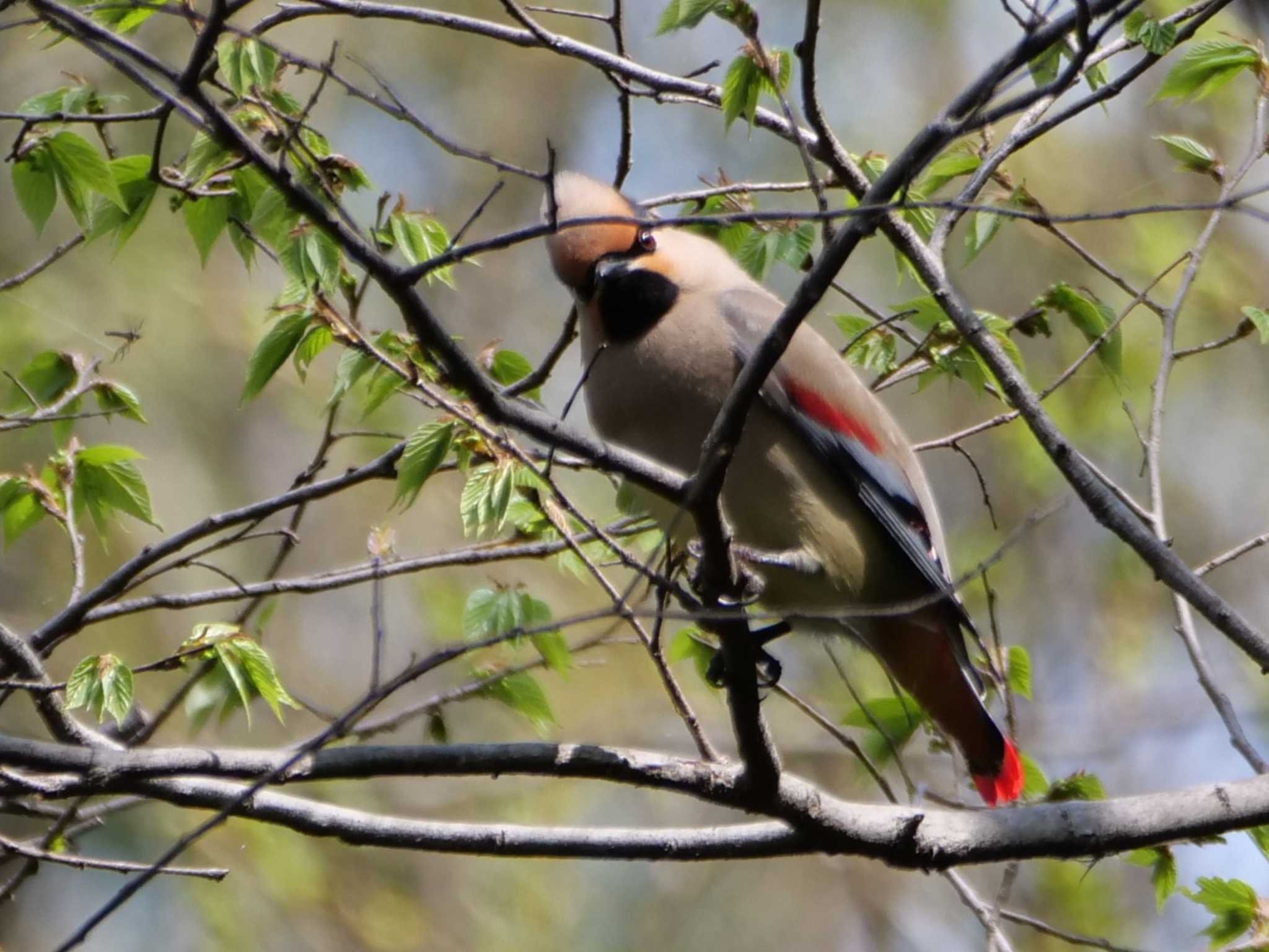 埼玉県 ヒレンジャクの写真 by little birds