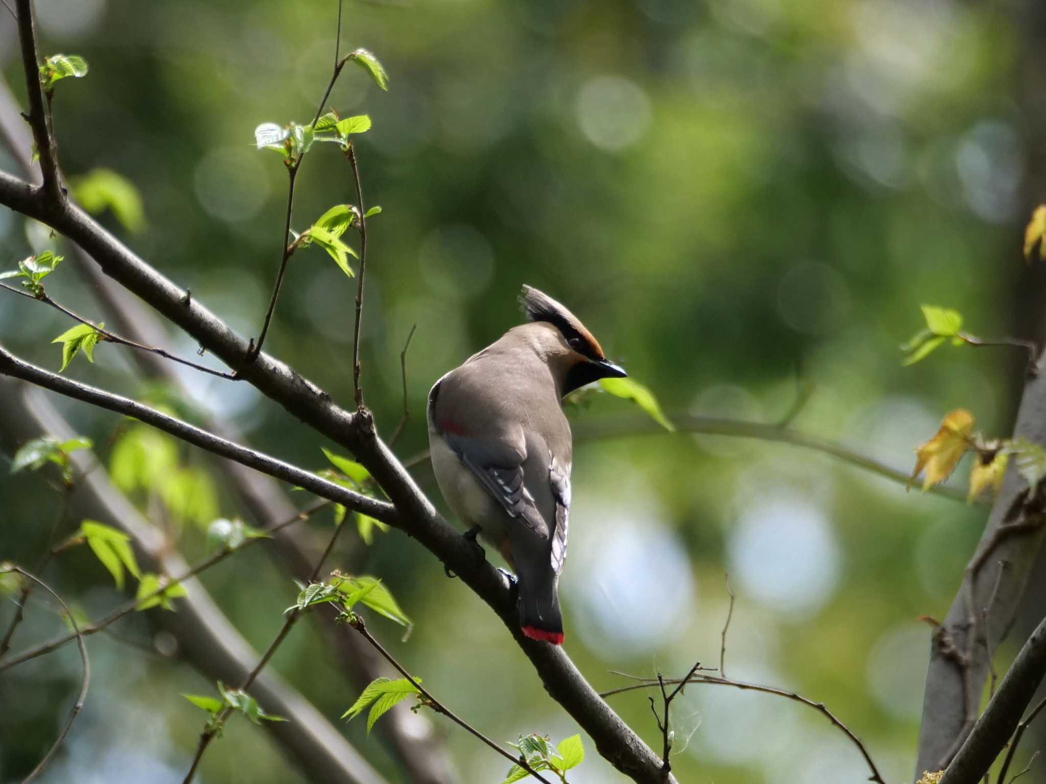 ヒレンジャク3態。 by little birds