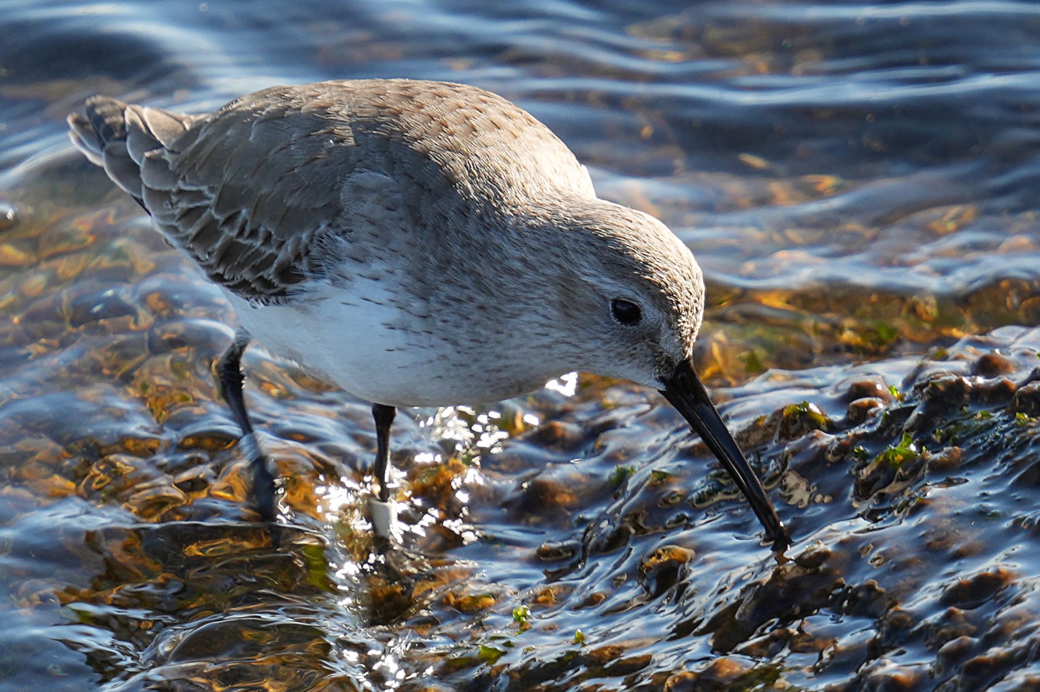 ふなばし三番瀬海浜公園 ハマシギの写真