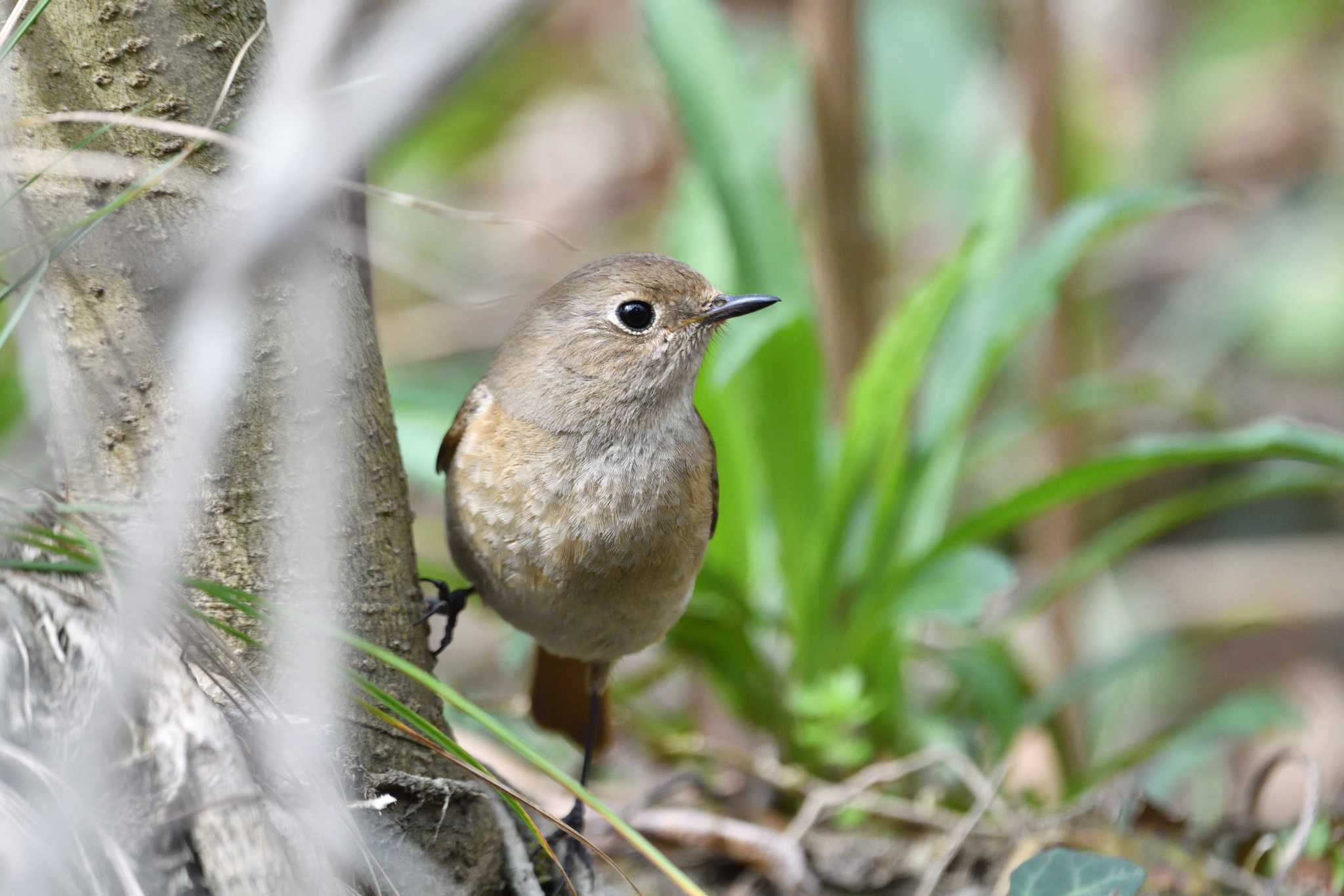 町田市内 ジョウビタキの写真