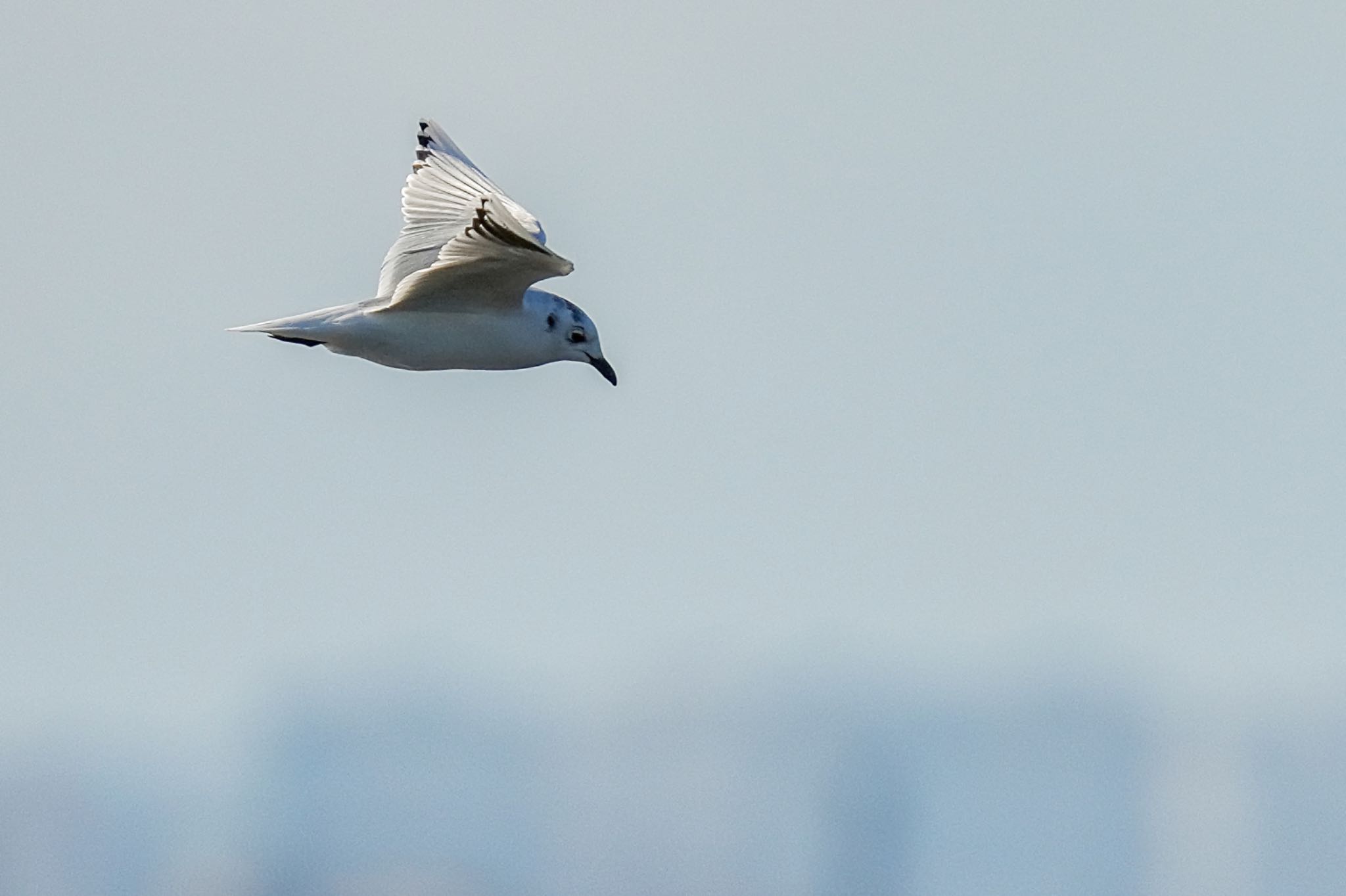 Saunders's Gull