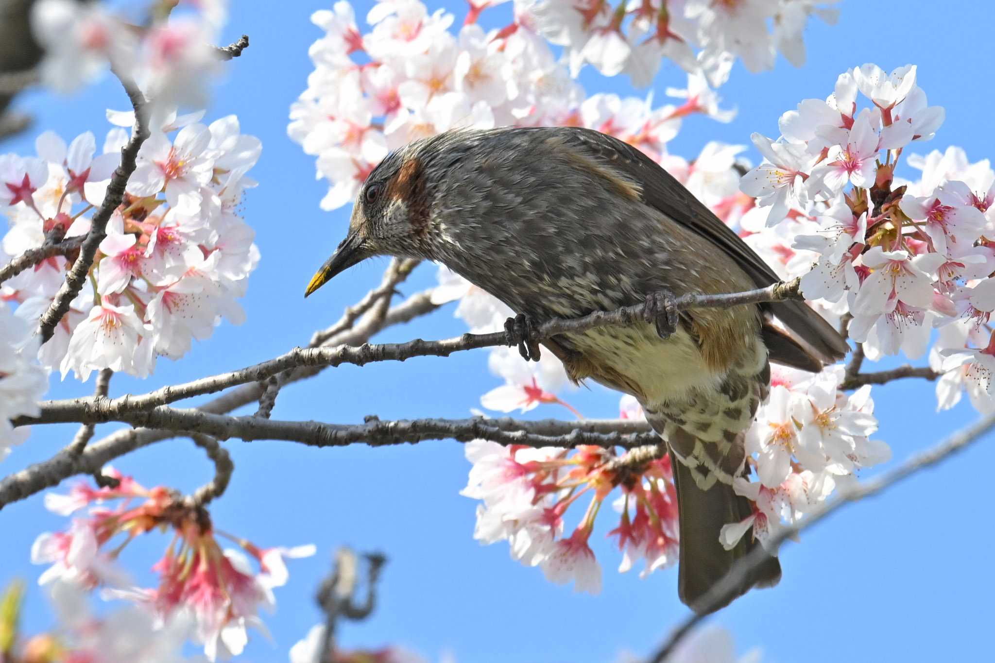 「どの花🌸なめようかな～♪」