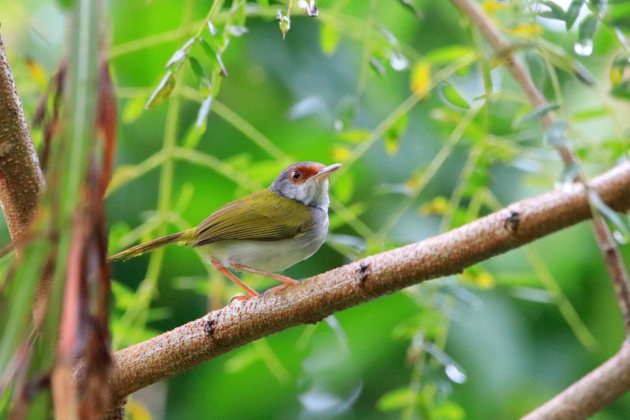 Photo of Rufous-fronted Tailorbird at PICOP(PHILIPPINE) by とみやん