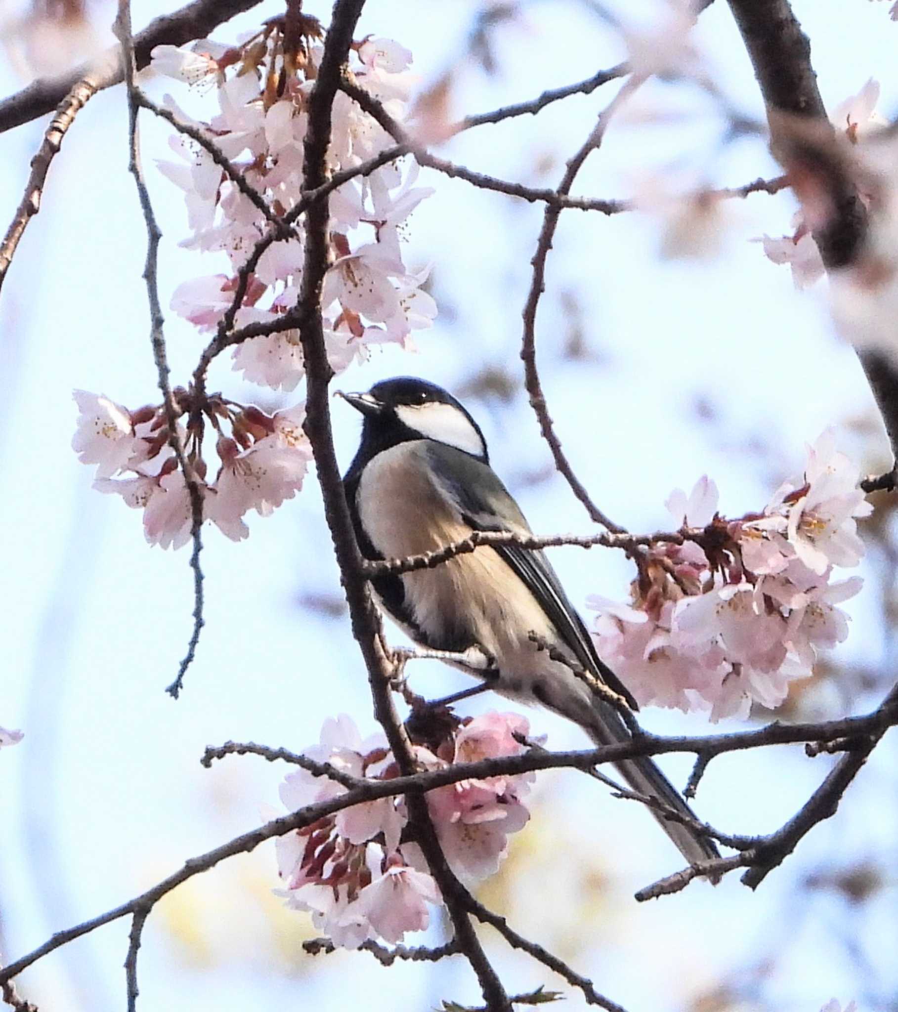  シジュウカラの写真