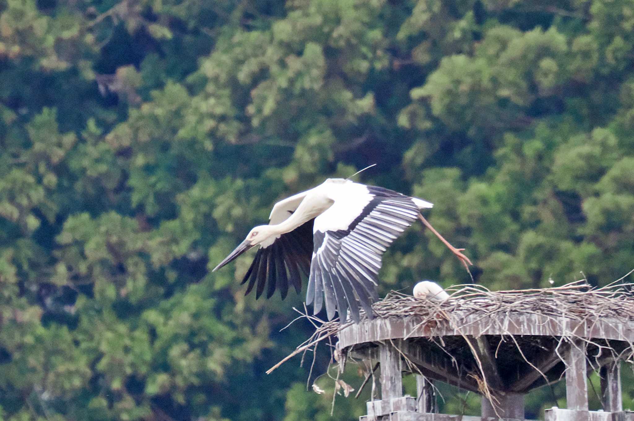 福井県 コウノトリの写真