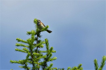 Chestnut-eared Bunting 山梨県 Sun, 5/20/2018