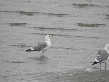 Yellow-footed Gull 甲子園浜(兵庫県西宮市) Unknown Date