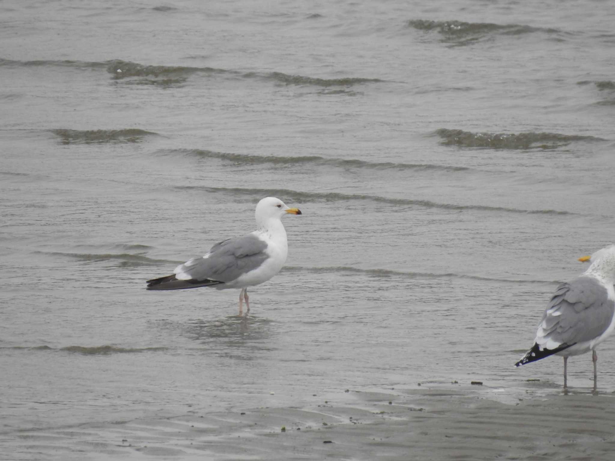 Photo of Yellow-footed Gull at 甲子園浜(兵庫県西宮市) by M&Ms