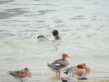 ウミアイサ 甲子園浜(兵庫県西宮市) 2023年4月6日(木)