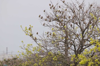 2023年4月6日(木) 野崎川流域(知多市)の野鳥観察記録