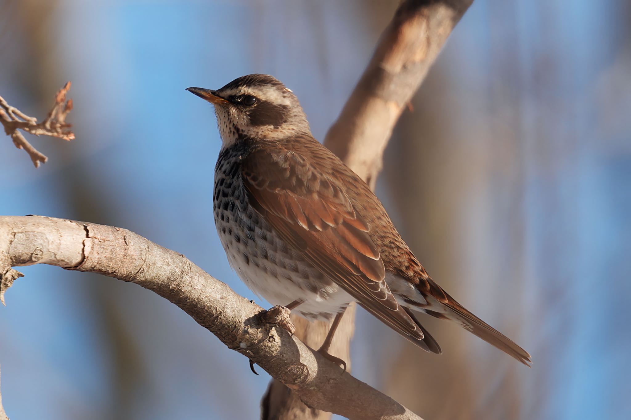 Dusky Thrush