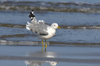 カモメ 千里浜(石川県羽咋市) 2023年4月4日(火)