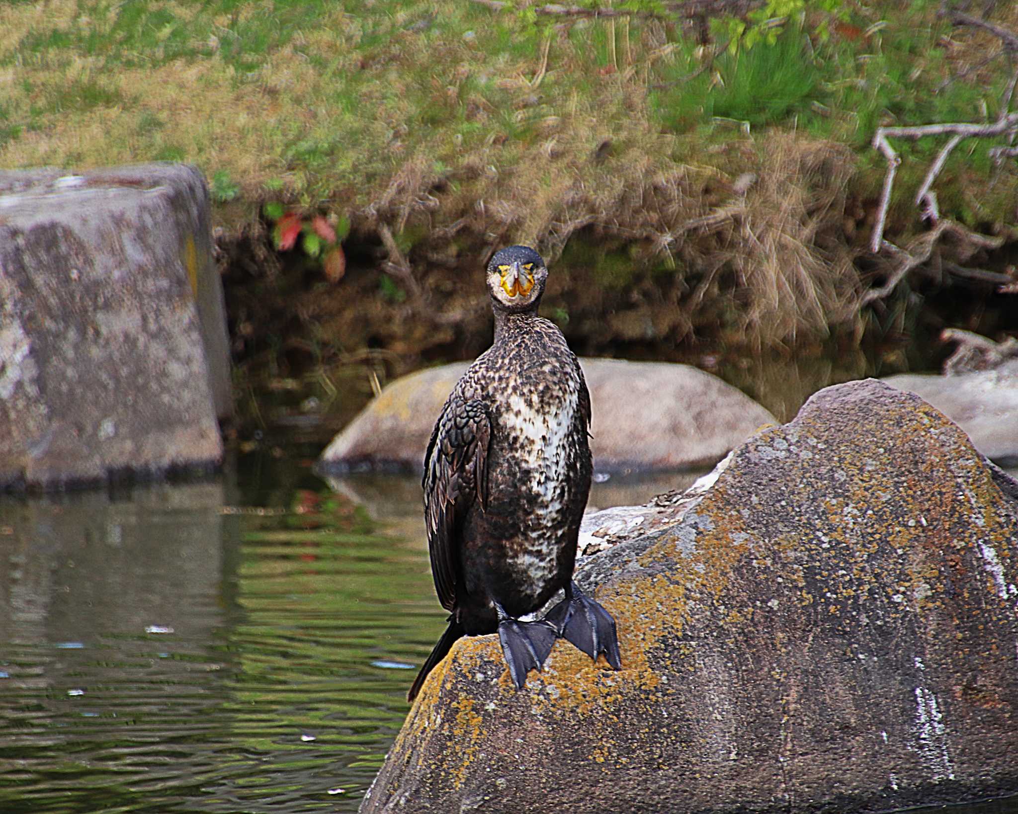 カワウ