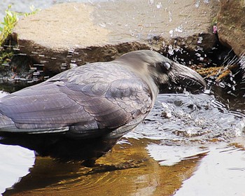 2023年4月4日(火) 大仙公園の野鳥観察記録