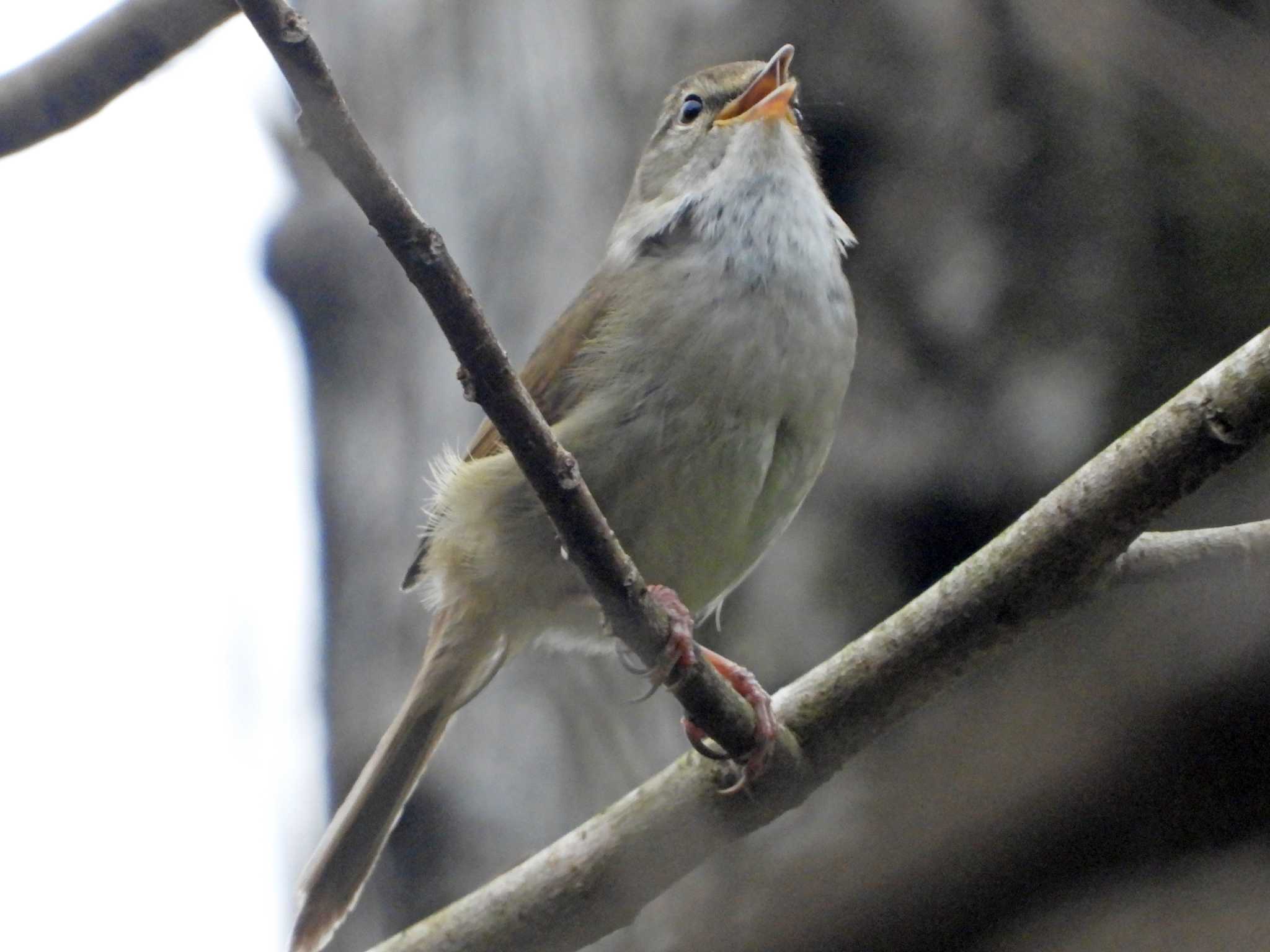 青葉山公園 ウグイスの写真