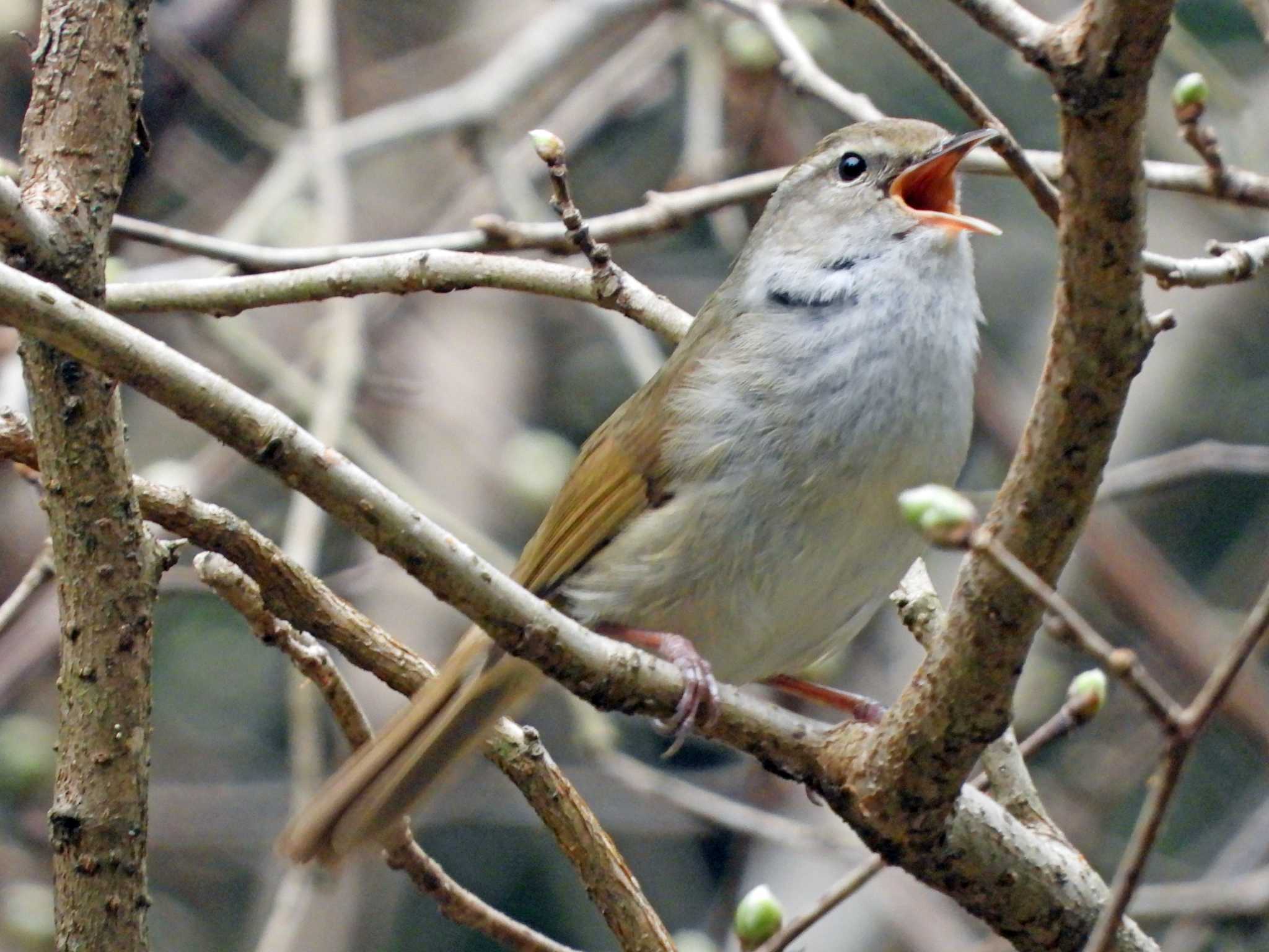 青葉山公園 ウグイスの写真