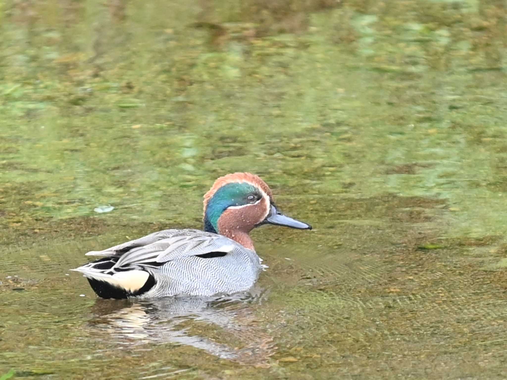 江津湖 コガモの写真 by jo6ehm