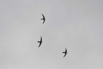 Pacific Swift Miyakejima Island Sun, 5/20/2018