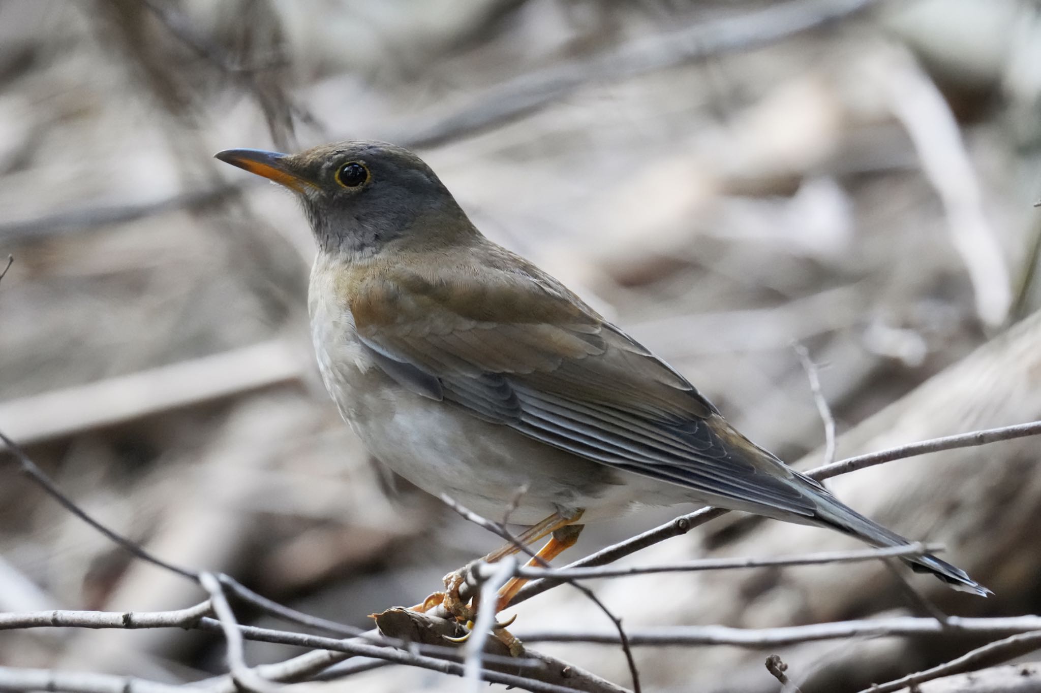 Pale Thrush