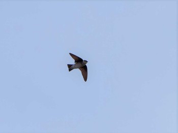 Asian House Martin 鶴見川 Thu, 4/6/2023