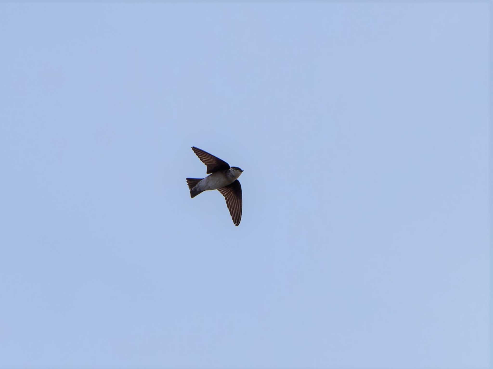 Asian House Martin