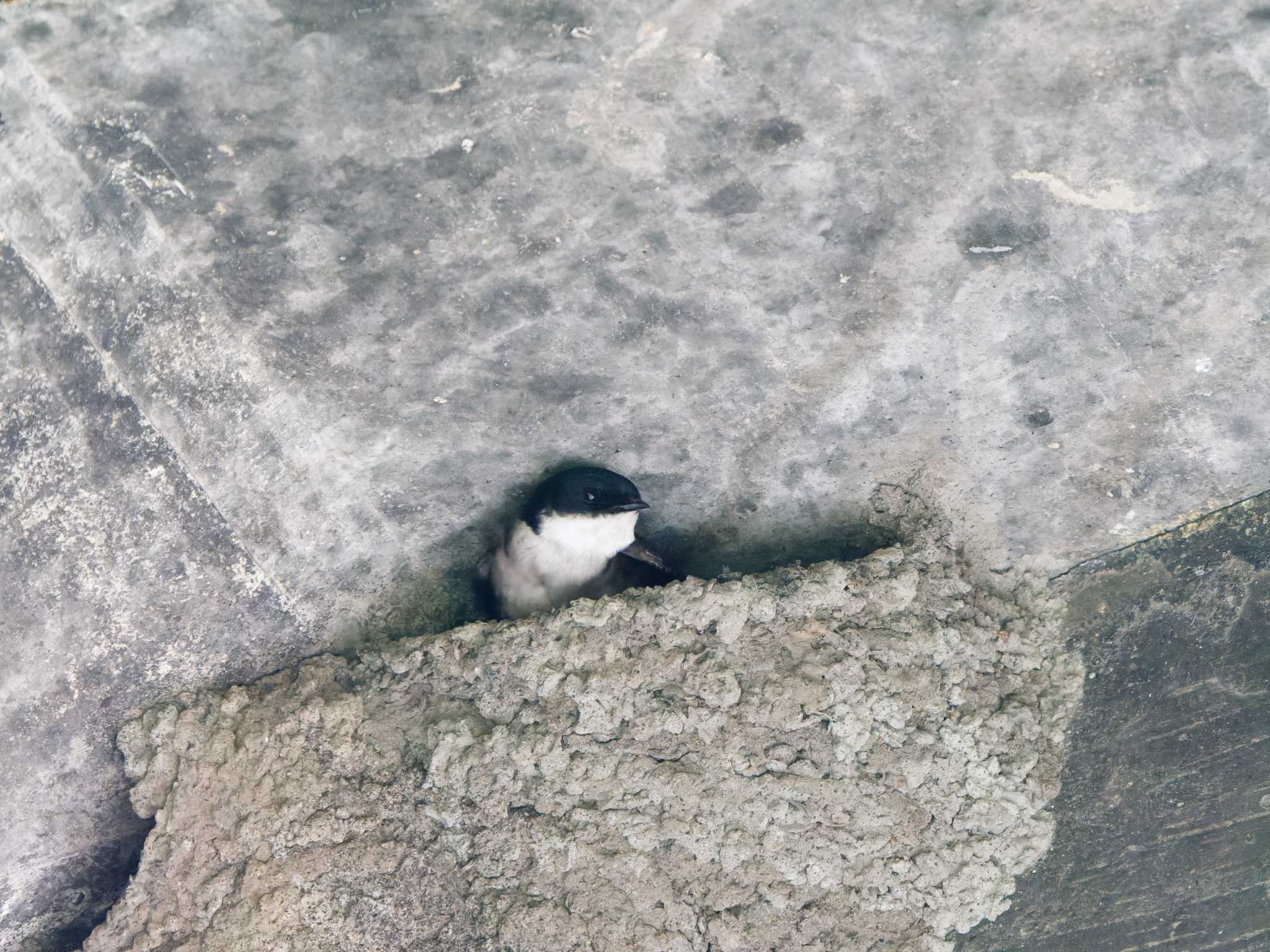 Asian House Martin