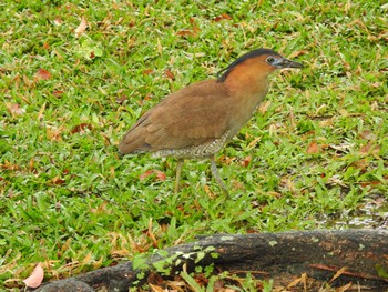 Malayan Night Heron 台中公園 Sun, 3/26/2023