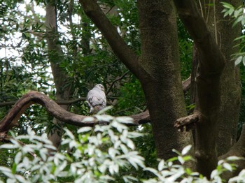 Thu, 4/6/2023 Birding report at 四季の森公園(横浜市緑区)