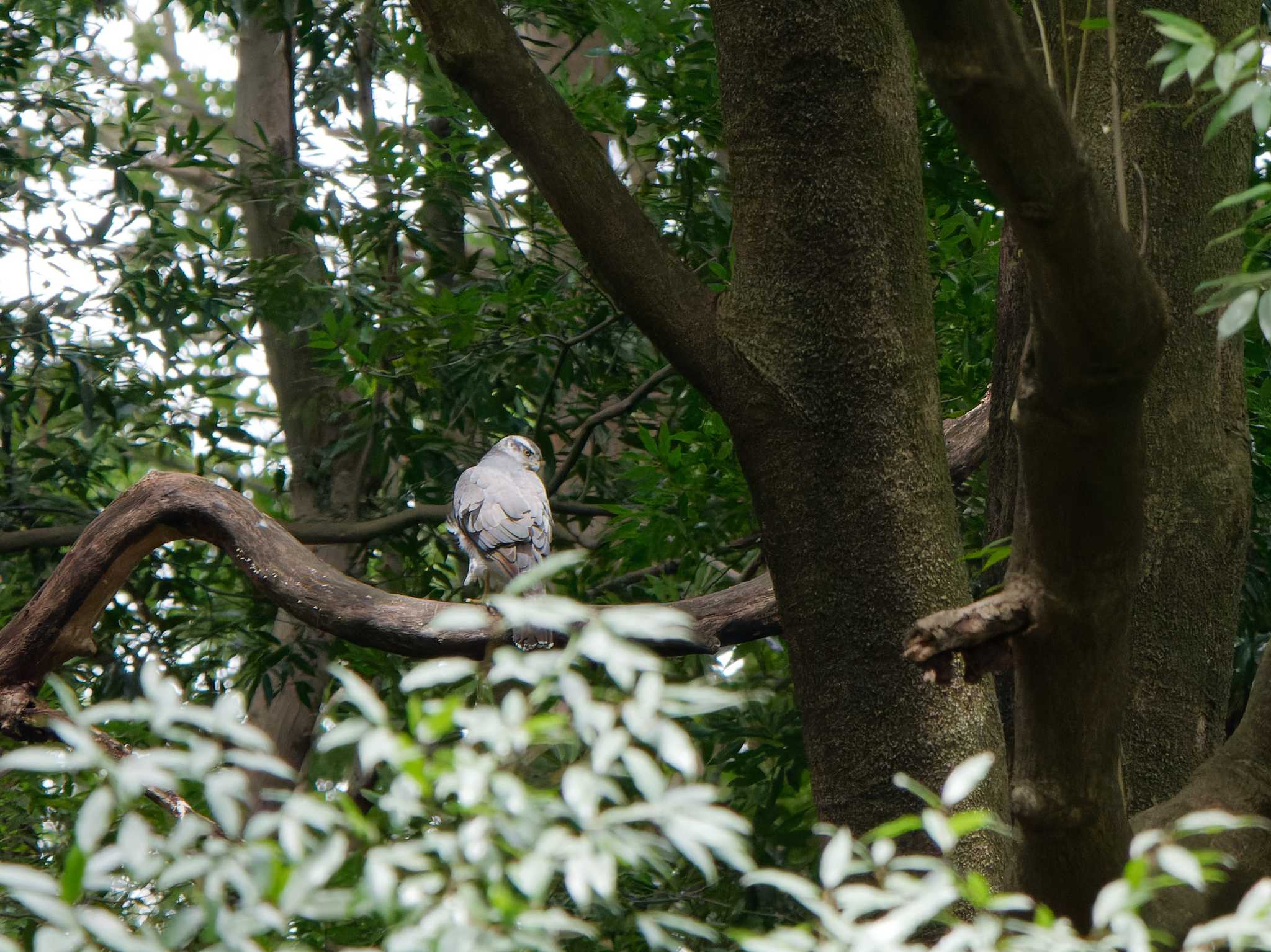 Photo of Eurasian Goshawk at 四季の森公園(横浜市緑区) by 丁稚