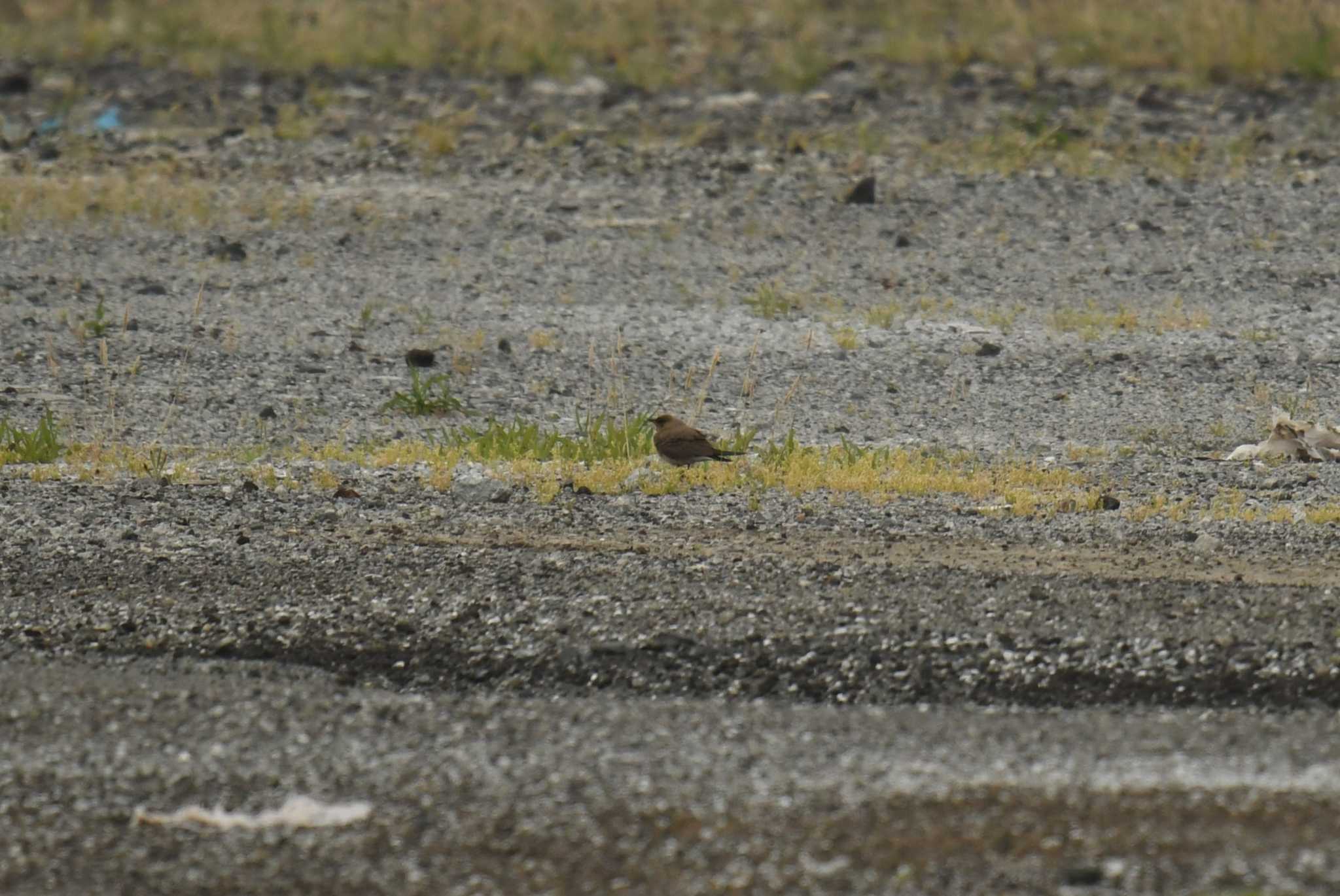 Photo of Oriental Pratincole at Miyakejima Island by あひる