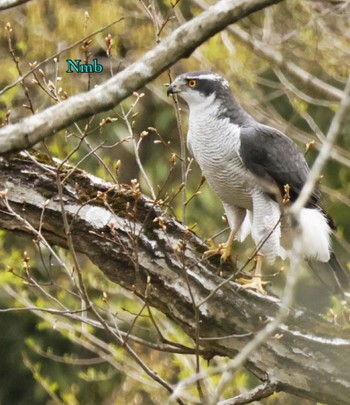 Eurasian Goshawk Unknown Spots Unknown Date