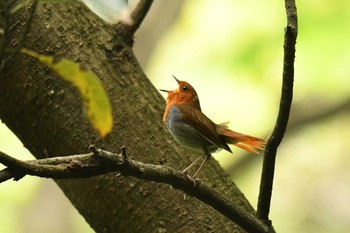 Izu Robin Miyakejima Island Sat, 5/19/2018