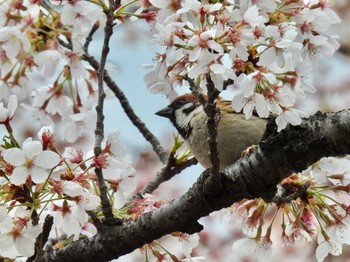 スズメ 場所が不明 2023年4月2日(日)