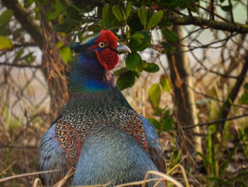 Green Pheasant 新潟市西区 Fri, 4/7/2023