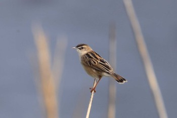 Zitting Cisticola 多摩川二ヶ領上河原堰 Thu, 3/30/2023