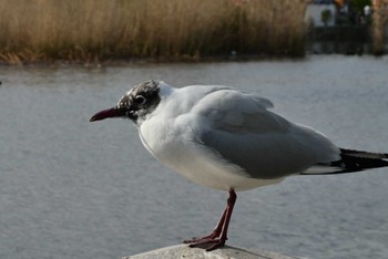 2023年4月4日(火) 不忍池(上野恩賜公園)の野鳥観察記録