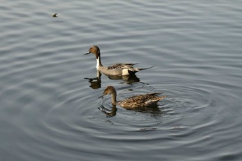 オナガガモ 不忍池(上野恩賜公園) 2023年4月4日(火)