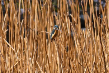 カワセミ 不忍池(上野恩賜公園) 2023年4月4日(火)