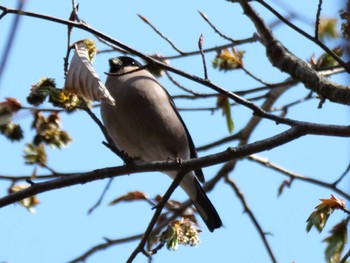 Eurasian Bullfinch(rosacea) 秩父 Tue, 4/4/2023